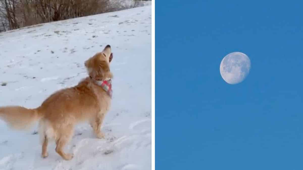 Magnifique vidéo : Une femme immortalise le moment où son chien découvre la lune pour la 1ère fois