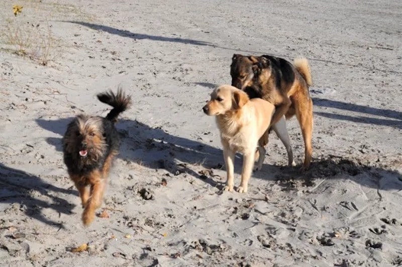 Pourquoi Les Chiens Restent Colles Apres L Accouplement Pourquoi les chiens restent-ils collés quand ils s'accouplent ? La