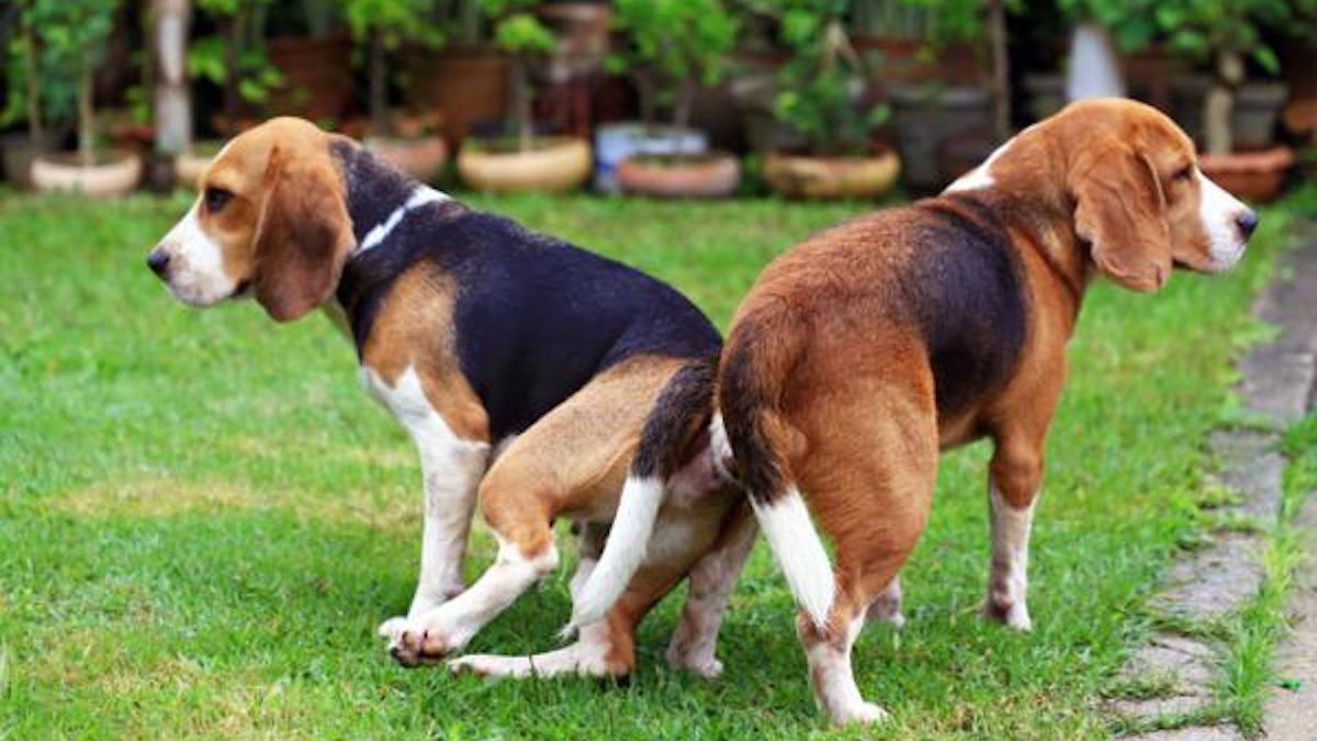Pourquoi les chiens restent-ils collés quand ils s'accouplent ? La réponse des experts
