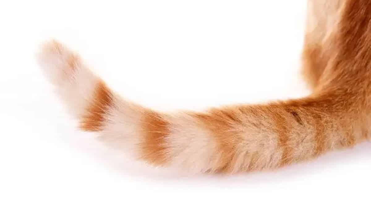 Que signifient les mouvements de la queue d'un chat ? Découvrez ce que disent les experts