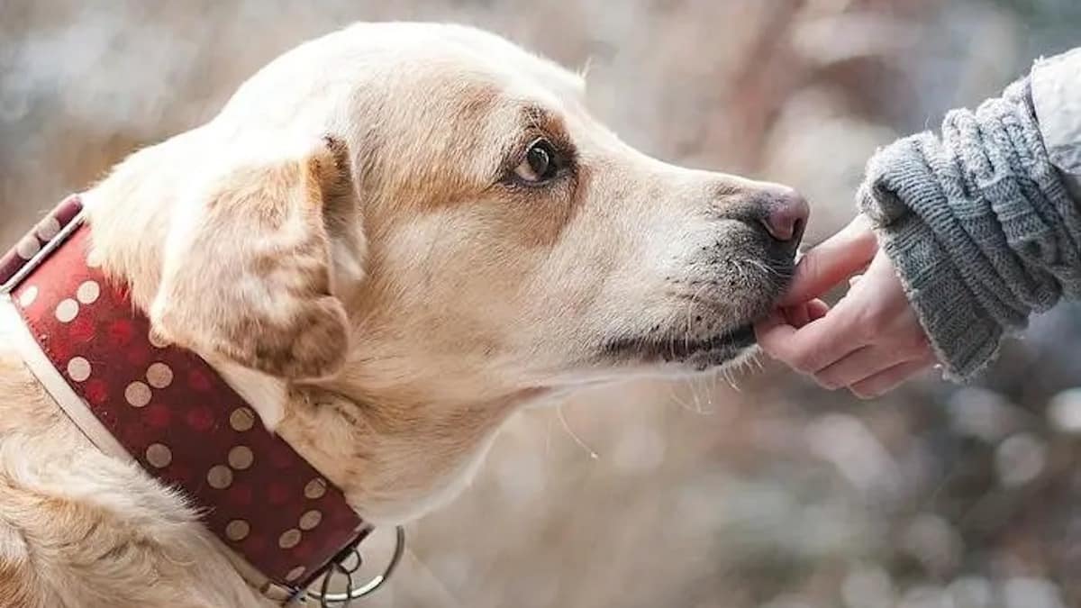 Saviez-vous que les chiens ont la capacité de détecter quand une personne est mauvaise, selon des études scientifiques ?