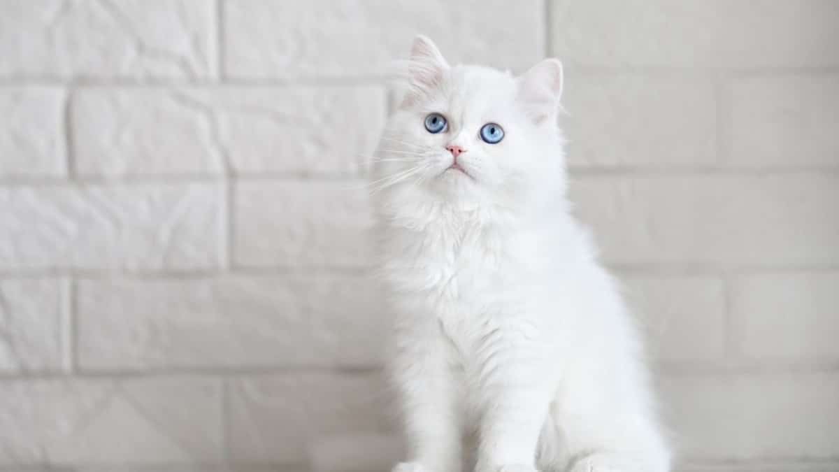 Sublime : 3 races de chats au pelage blanc et aux yeux clairs