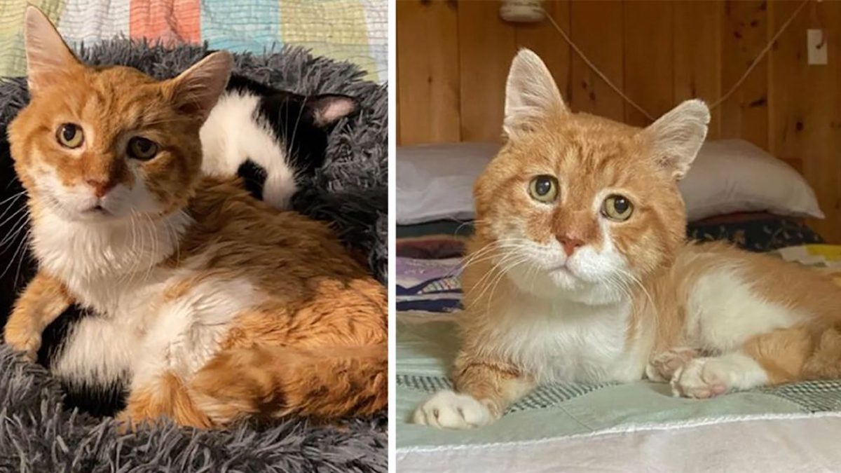Un chat à trois pattes est retourné dans la maison où il a été aidé et a trouvé la famille de ses rêves