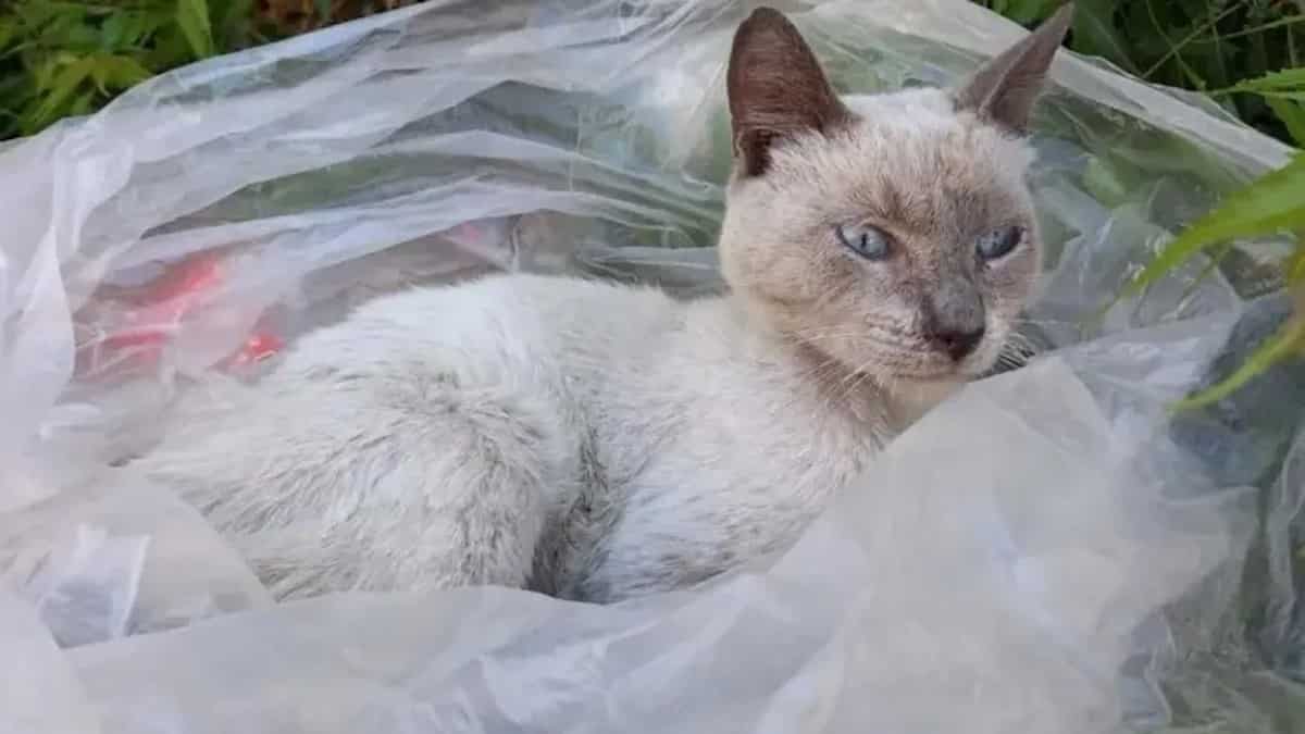 Un chat est jeté dans un sac poubelle depuis une camionnette : "Il était déshydraté et mal nourri"