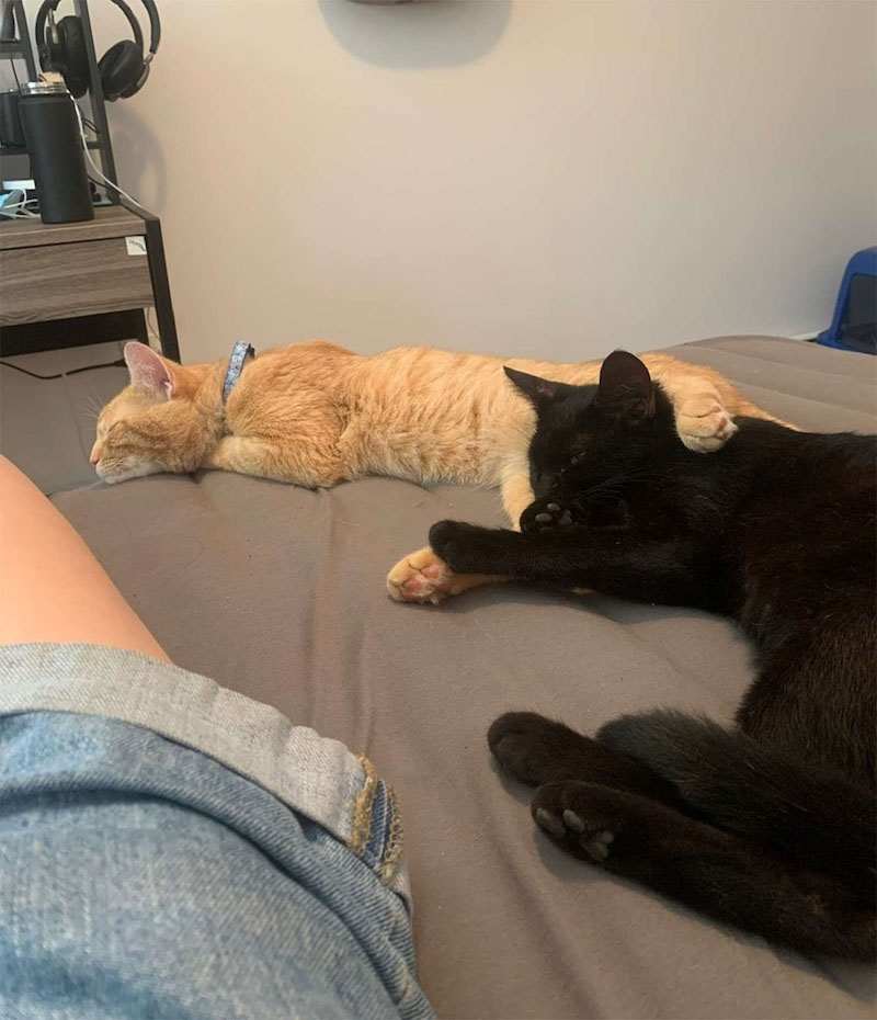 cats