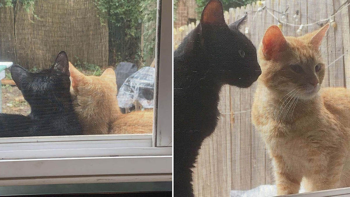 Un couple de chats supplie qu'on les laisse entrer dans cette maison pour avoir leurs bébés