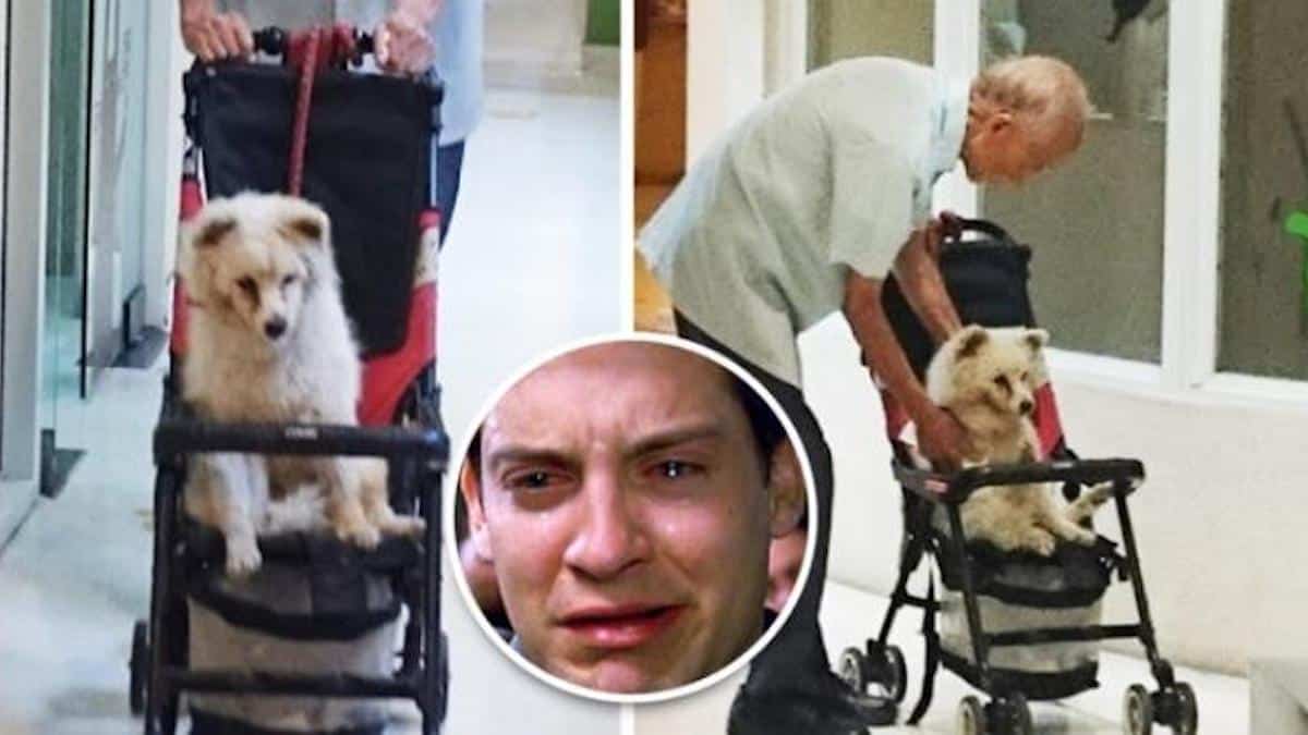 Un grand-père emmène un chien âgé chez le vétérinaire dans une poussette
