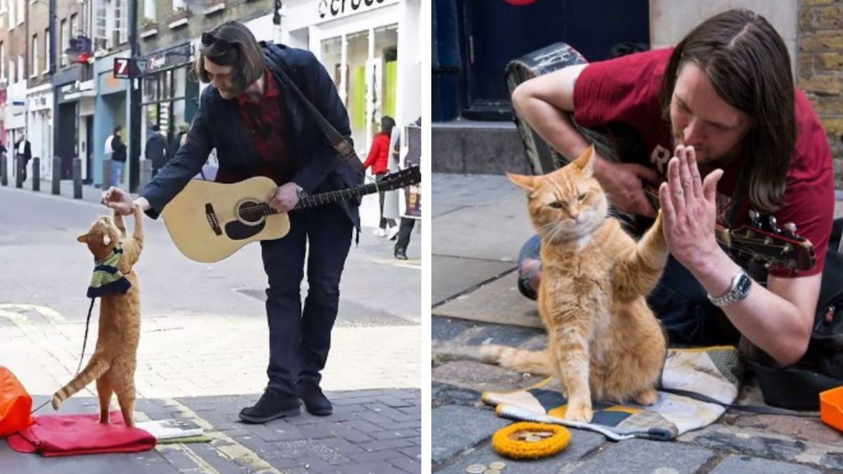 Un guitariste sans abri était déprimé et sur le point d'abandonner, jusqu'à ce qu'un chat vienne lui sauver la vie