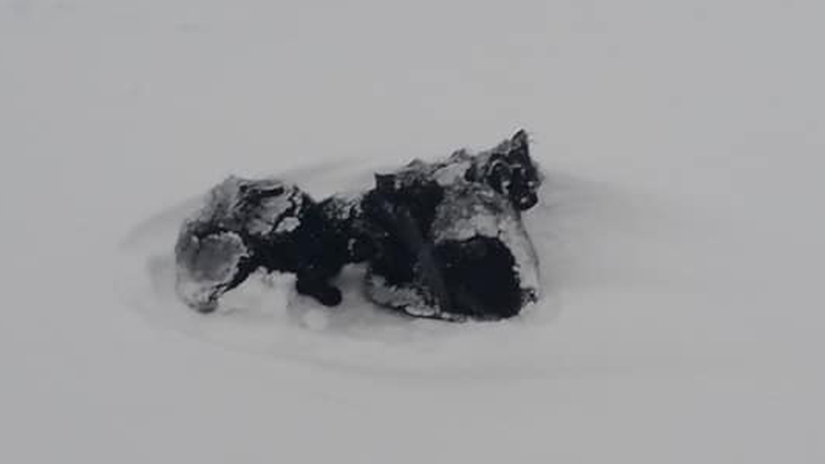 Un homme voit un point noir au milieu d'une tempête de neige et finit par sauver trois chatons