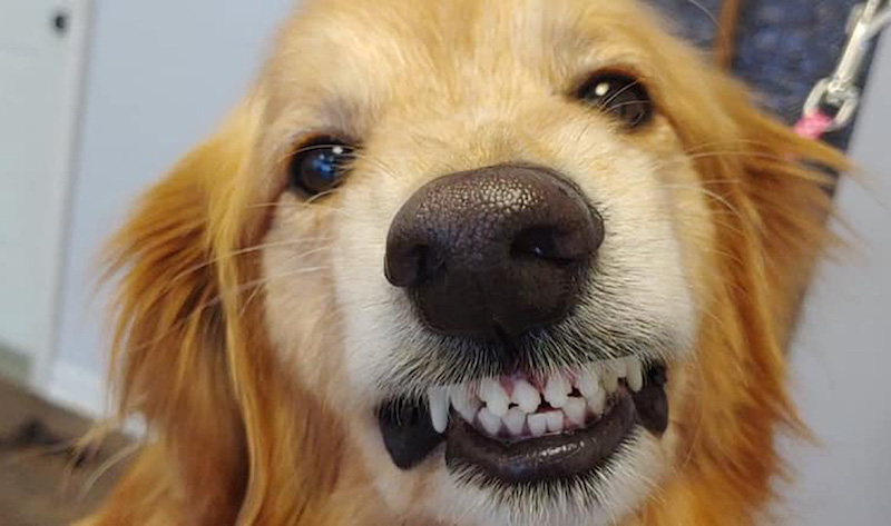 dogs