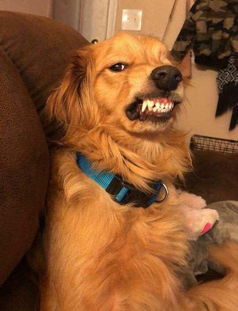 dogs