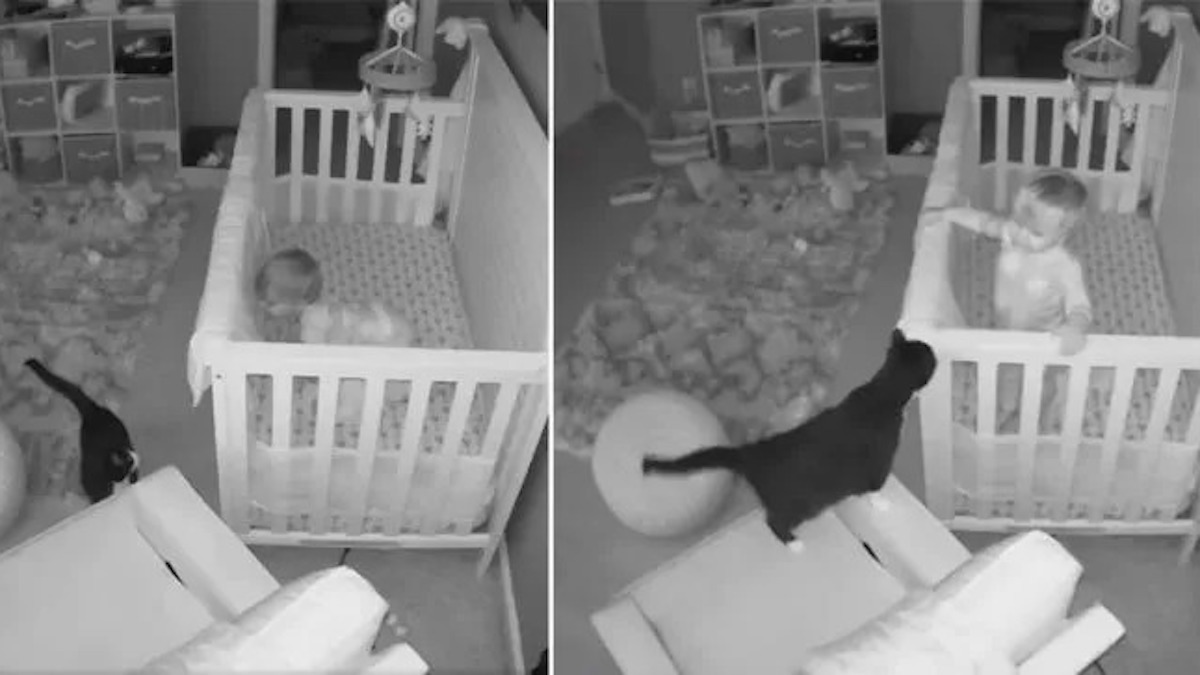 Une caméra cachée filme un chat et un bébé ayant la plus adorable des conversations