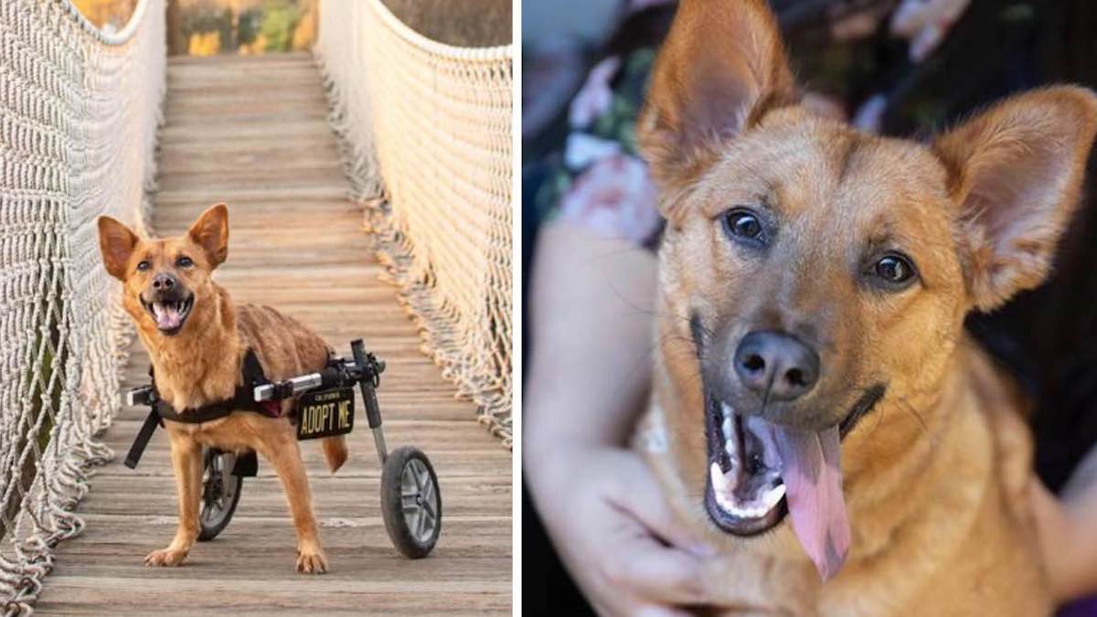 Une chienne en fauteuil roulant cherche une famille depuis plus d'un an : "Une course n'est rien pour elle"