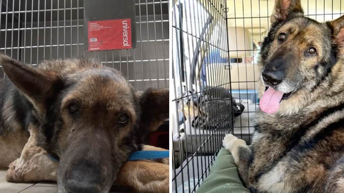 Vidéo: après avoir perdu son maître, un chien qui a passé des semaines enfermé dans un enclos a été adopté