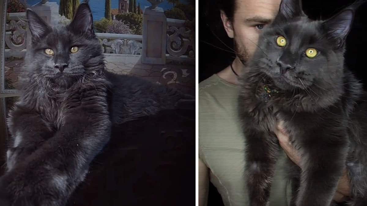 Vidéo : Découvrez Vincent, le chat Maine Coon qui ressemble à une panthère et se comporte comme un chien