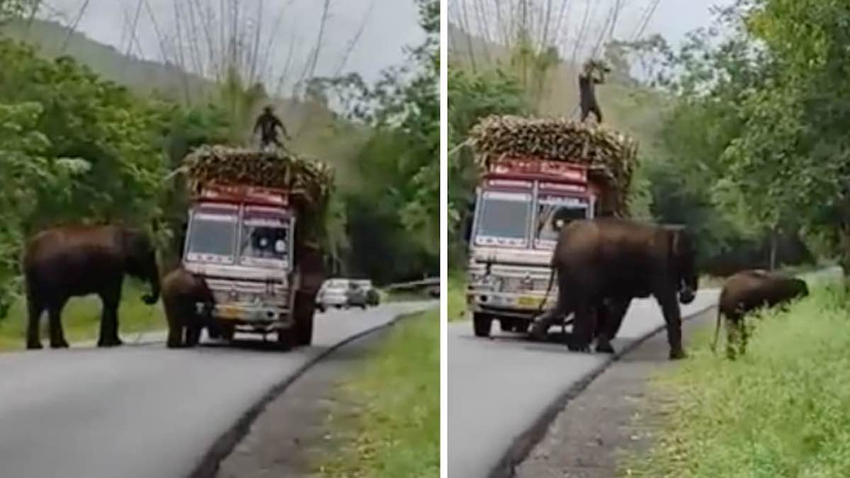 Vidéo: des éléphants ont bloqué un camion de canne à sucre pour que le chauffeur leur en donne