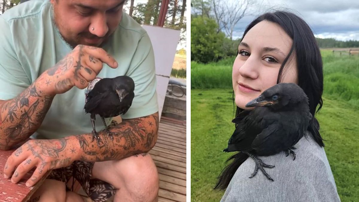 Vidéo émouvante: un couple sauve un corbeau et celui-ci revient tous les jours pour les remercier