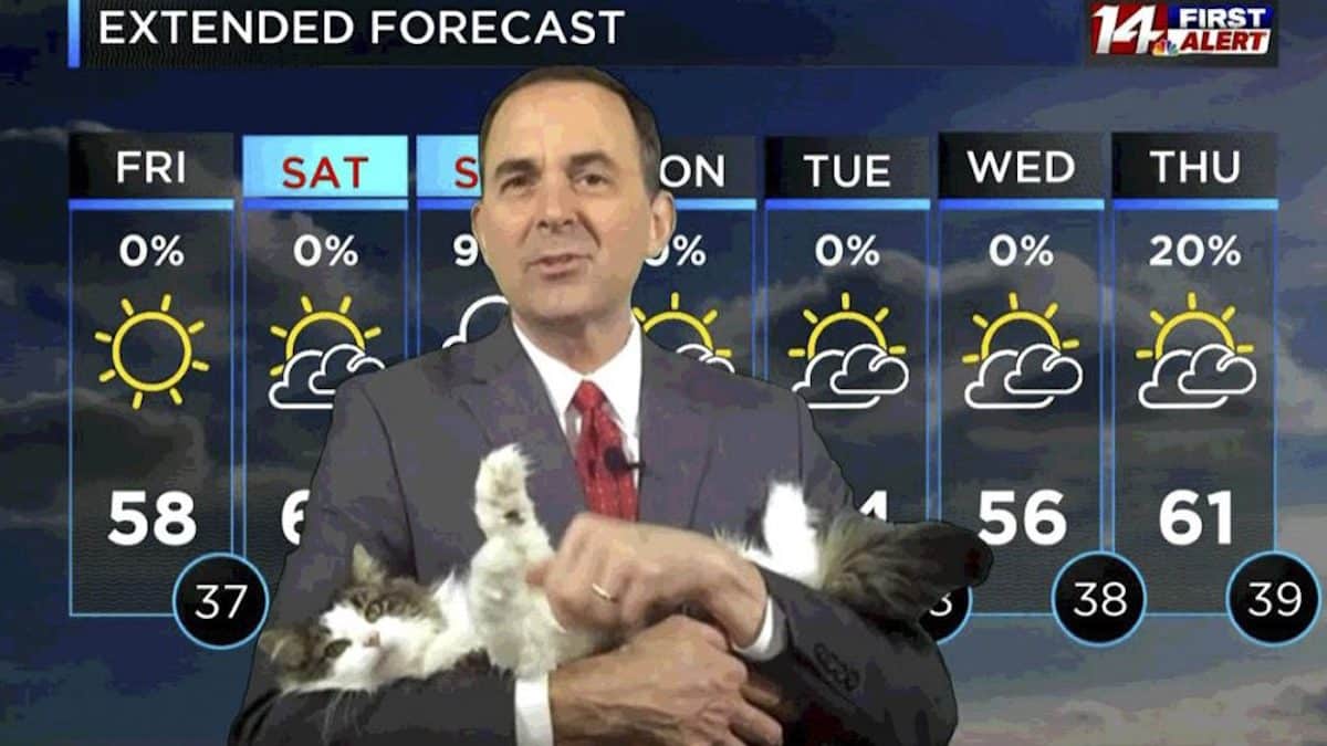Vidéo : Le chat de ce météorologue interrompt son émission alors qu'il travaille de chez lui