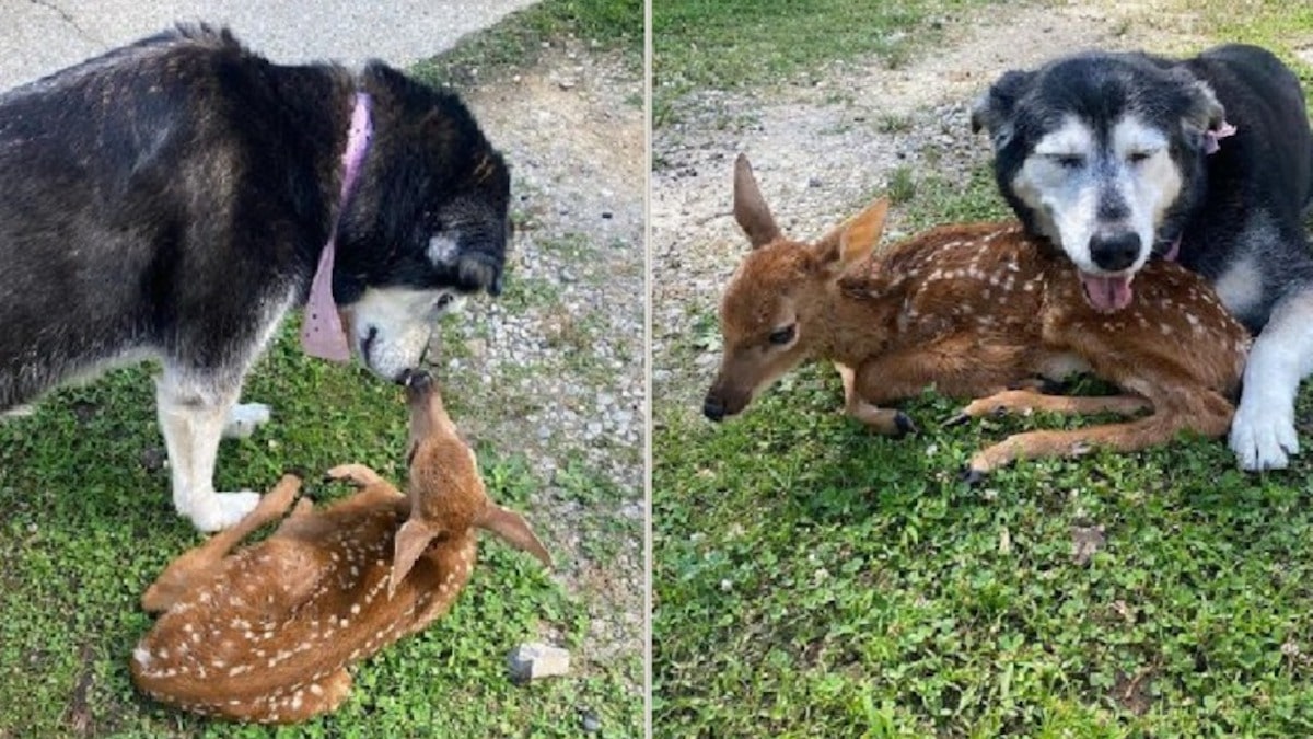 Vidéo poignante : Une chienne tente d'aider un cerf malade dans son jardin