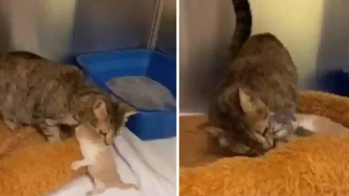 Vidéo: Tendres retrouvailles entre une chatte et ses bébés après avoir été attaquée par des chiens