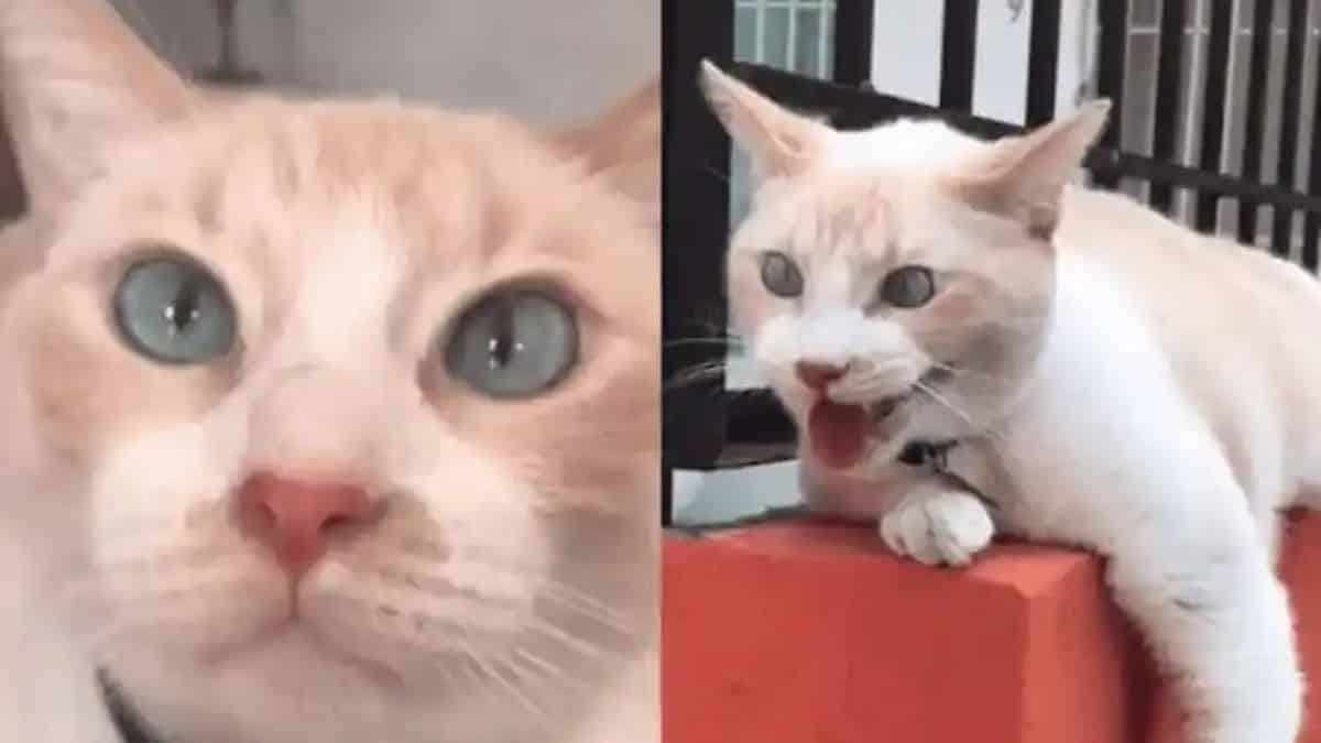 Vidéo: Un adorable chat devient viral pour avoir parfaitement imité un chien