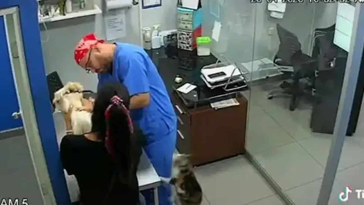 Vidéo: Un chat courageux prend la défense d'un chien qui pleurait parce qu'il se faisait vacciner par le vétérinaire