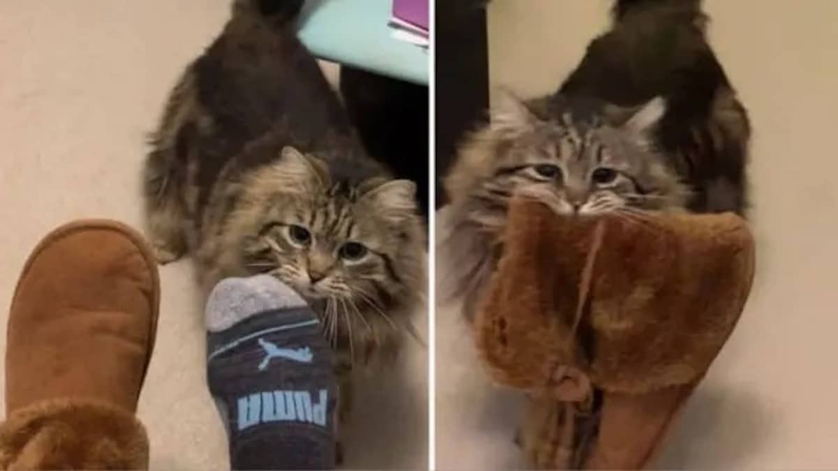 Vidéo: Un chat est si heureux d'être adopté qu'il apporte à son maître ses chaussons tous les matins