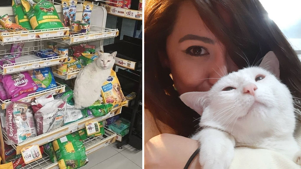 Vidéo: Un chat qui se rend dans un magasin pour mendier de la nourriture vole le cœur d'une femme