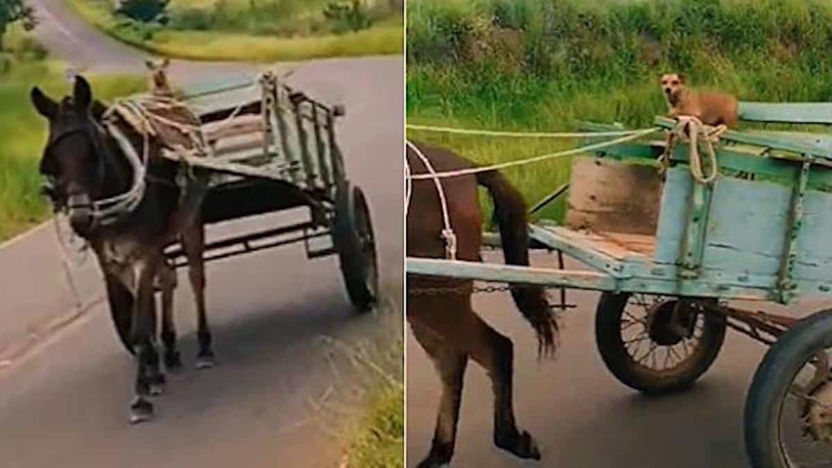 Vidéo: Un chien errant "roulait" seul dans une charrette avec un âne