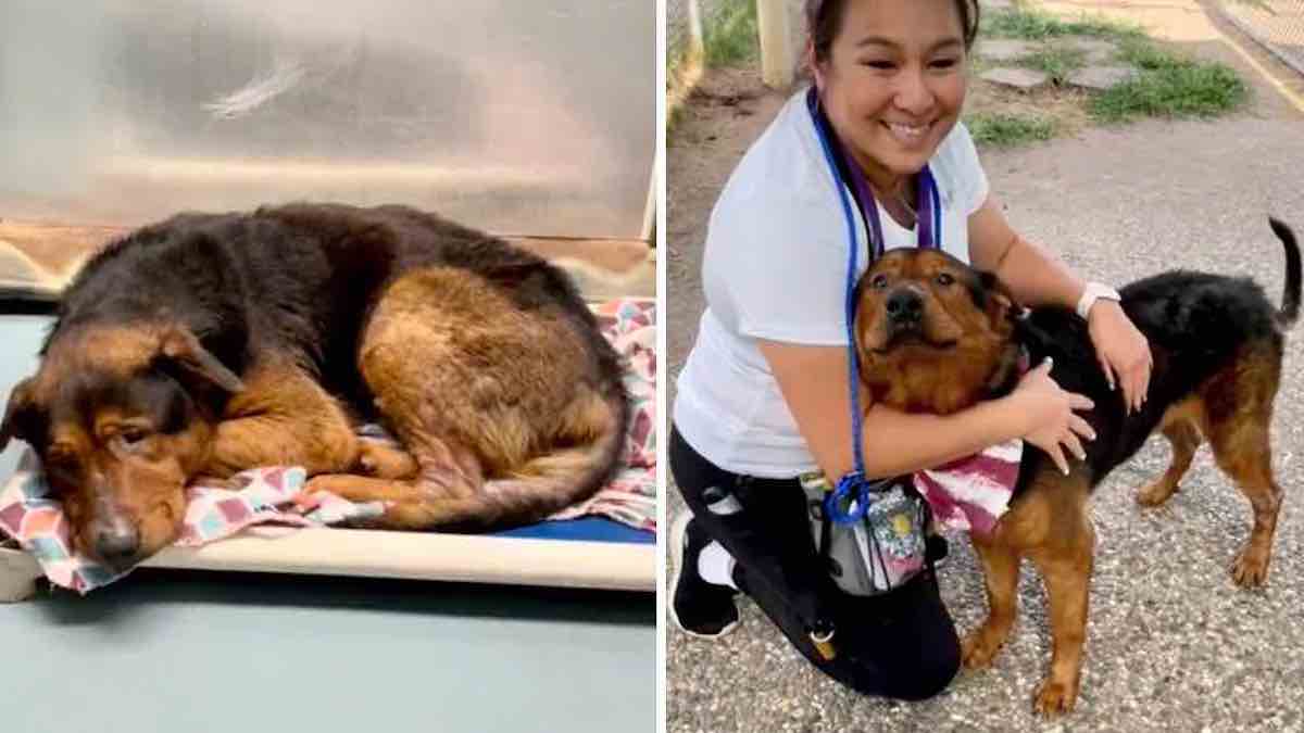 Vidéo: un chien qui allait être euthanasié a réussi à être adopté 1 heure avant de perdre la vie