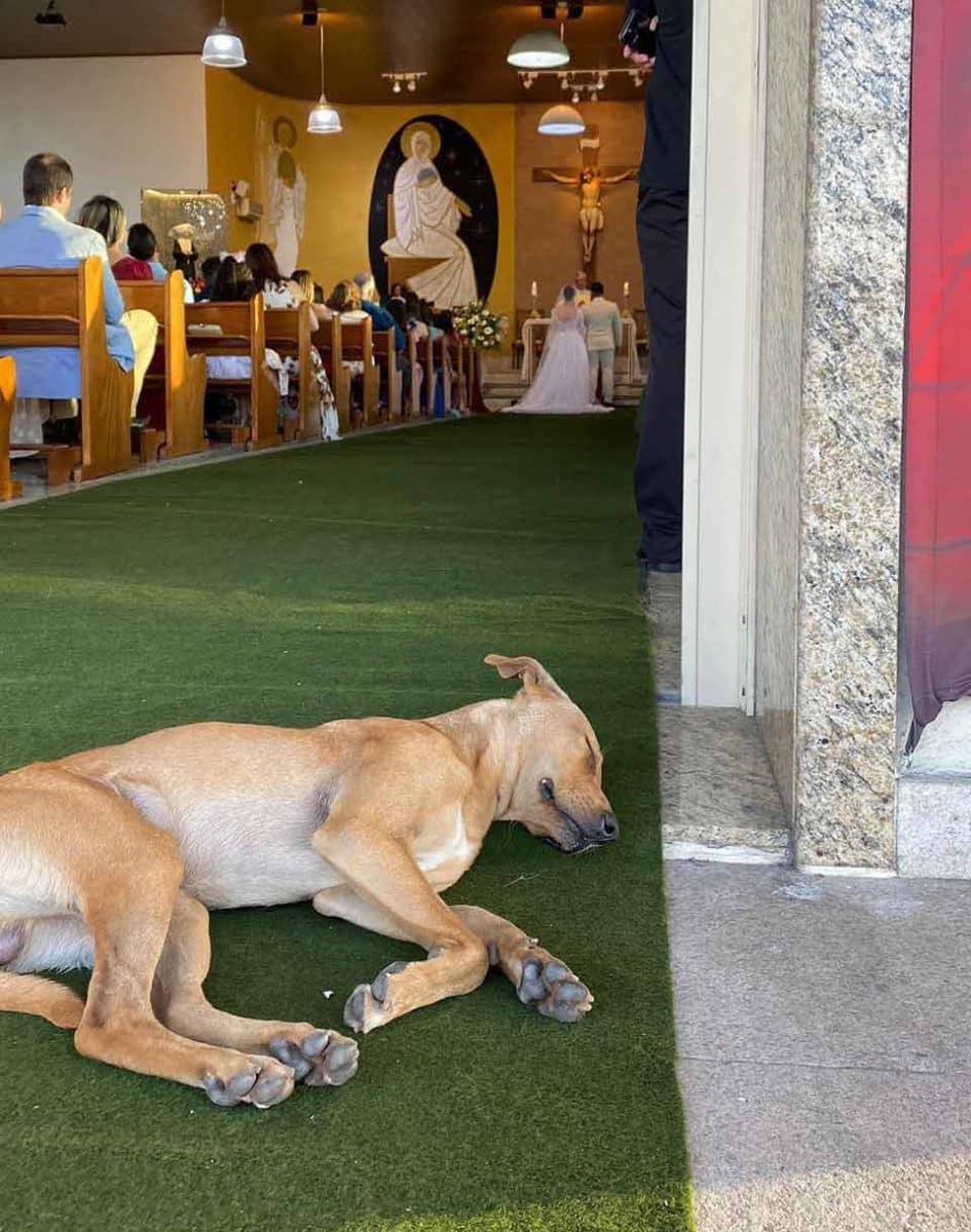 Vidéo : Un chien sans abri se présente au mariage d’un couple et fait partie de leur famille 10 chien