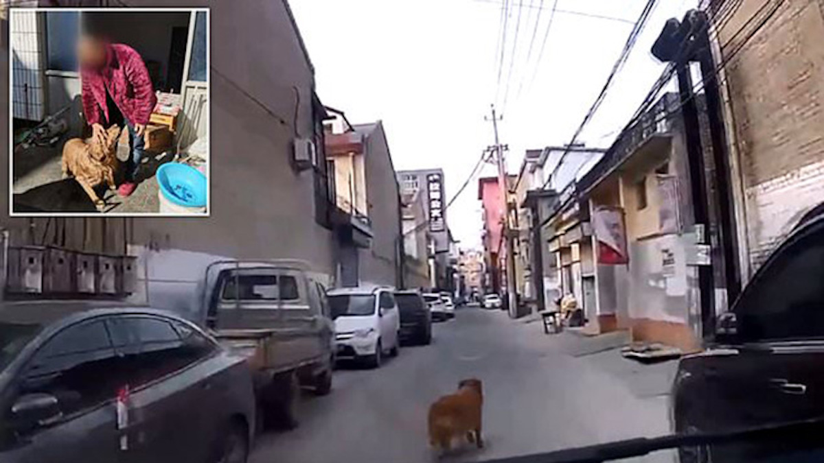 Vidéo: Un chien sauve son maître en guidant l'ambulance après qu'il se soit effondré dans la rue