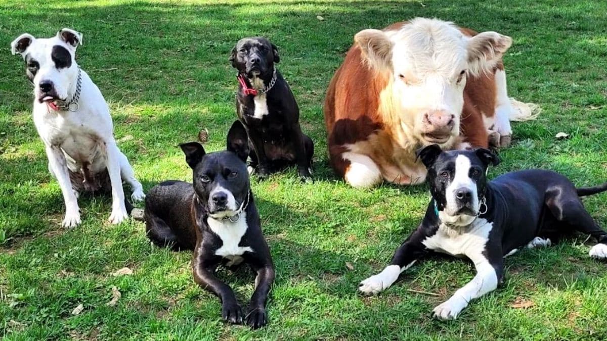 Vidéo : Un couple sauve une vache spéciale et la réunit avec ses 9 chiens, elle est accepté dans le troupeau