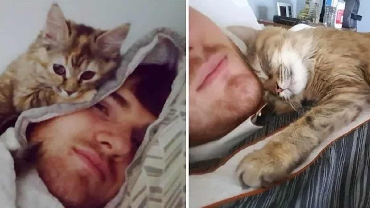 Vidéo: Un homme donne un foyer à une adorable chatte et celle-ci le remercie avec beaucoup de câlins chaque jour