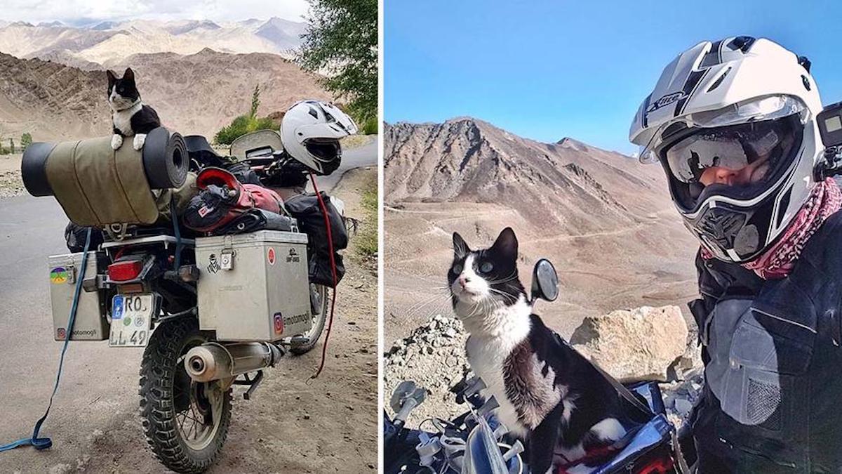 Vidéo: Un homme trouve une chatte errante et l'emmène dans le plus incroyable des voyages.