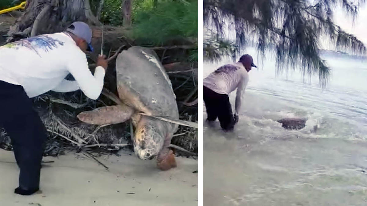 Vidéo: un homme trouve une tortue de mer échouée et se précipite à son secours