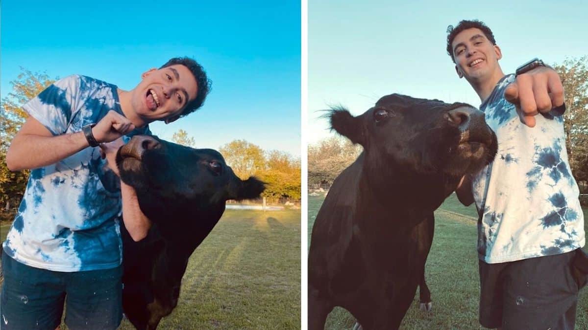 Vidéo : Un jeune homme sauve une vache et ils se lient d'amitié pendant des années