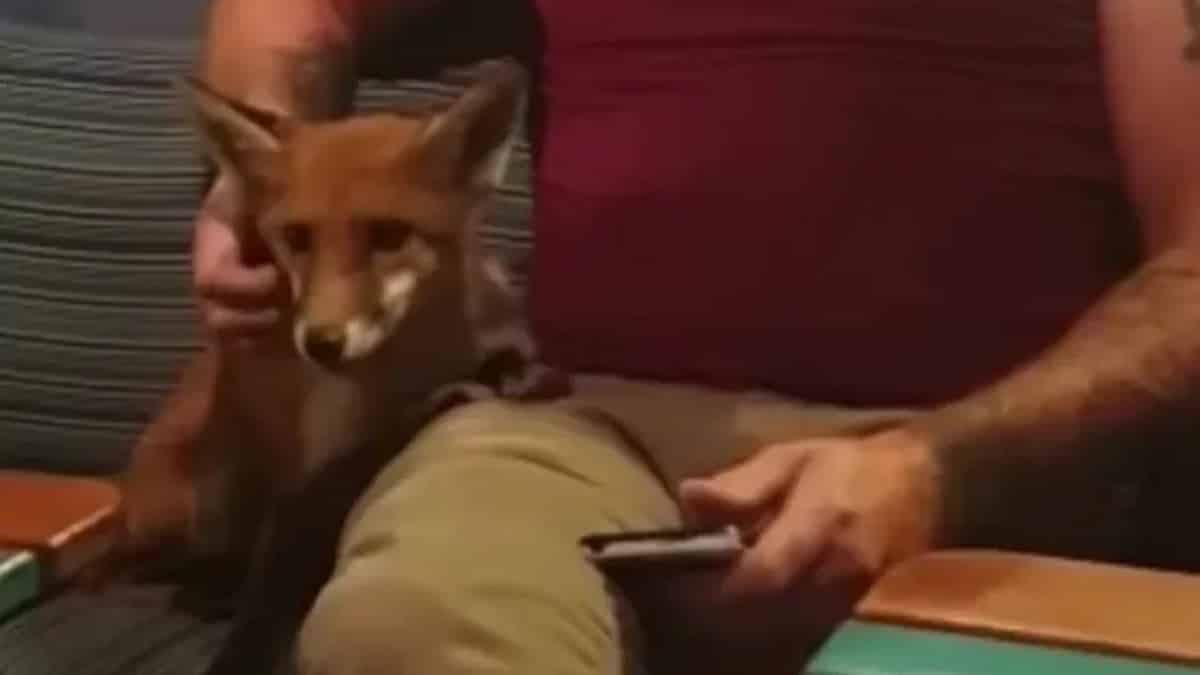 Vidéo: Un renard sympathique aborde un homme dans un bar en lui demandant un peu d'affection.