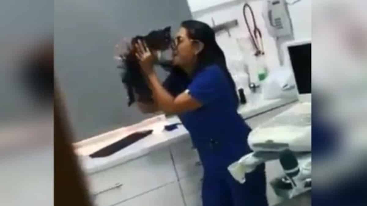 Vidéo : Une caméra filme comment un vétérinaire traite un chat admis et devient virale