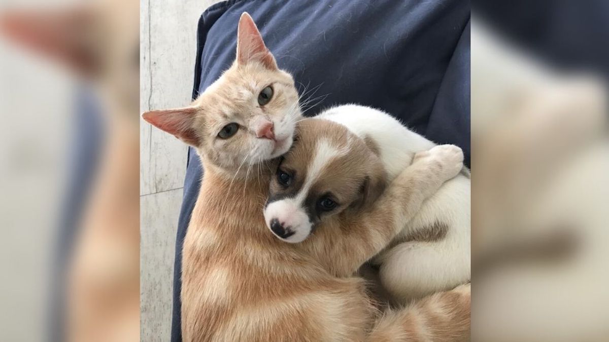 Vidéo: Une chatte qui a perdu ses bébés adopte des chiots qui ont perdu leur mère
