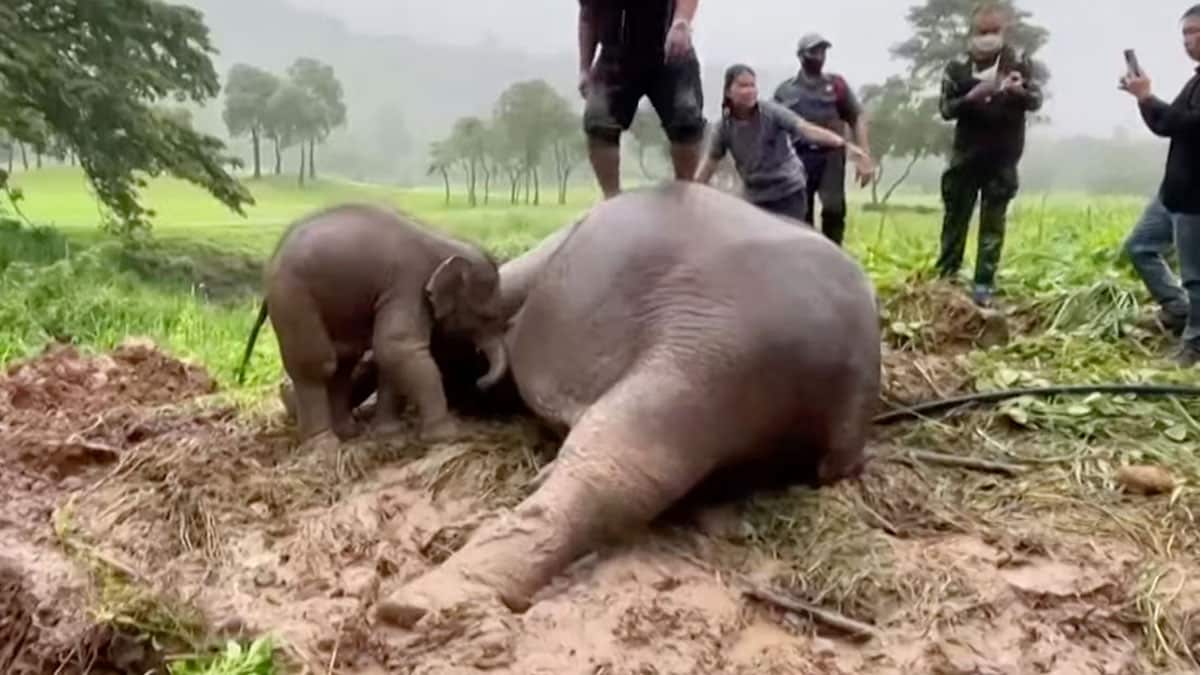 Vidéo : Une éléphante est sauvée grâce à la réanimation cardio-pulmonaire, sous le regard inquiet de son petit