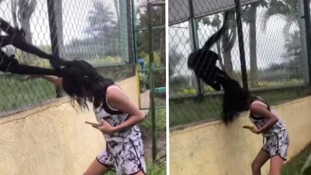 Vidéo: Une fille a taquiné un singe dans un zoo et l'animal s'est défendu : Elle lui a tiré les cheveux devant tout le monde