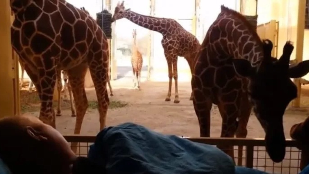 Vidéo: une girafe réalise le dernier souhait de l'homme qui lui a sauvé la vie avant de partir