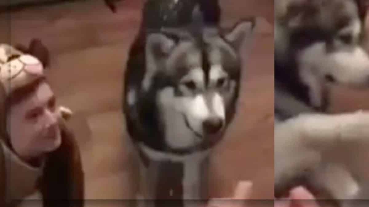 Vidéo: Une jeune femme se déguise en chien pour dresser son animal et devient célèbre sur les réseaux