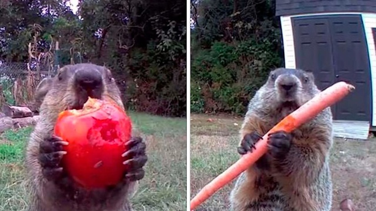 Vidéo: Une marmotte "vole" la récolte d'un agriculteur et la mange devant sa caméra de surveillance