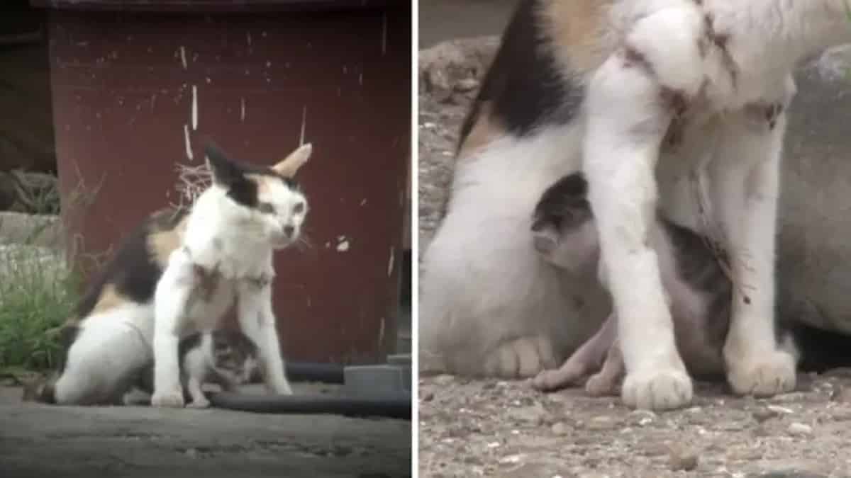 Vidéo: Une mère chatte a été piégée pendant un an dans des filets de pêche et son bébé tombe dans le même cauchemar