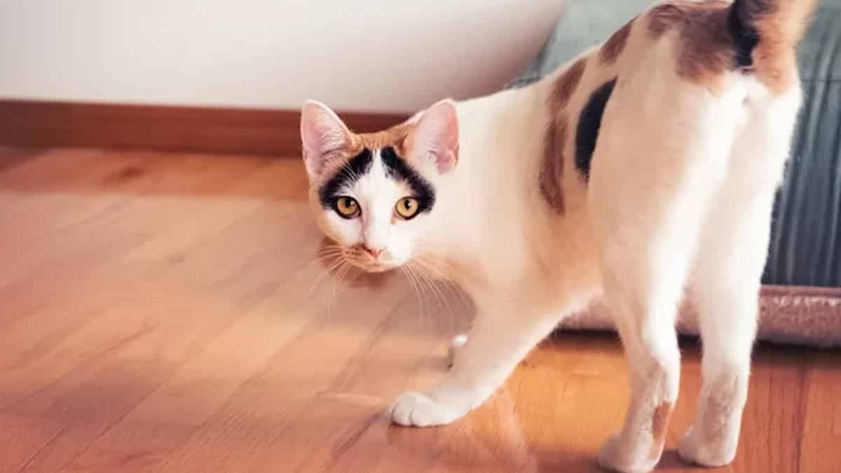 Voici comment empêcher définitivement votre chat d'uriner partout dans la maison
