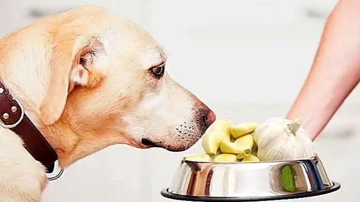 Voici les aliments que vous ne devez jamais donner à votre chien pour sa santé