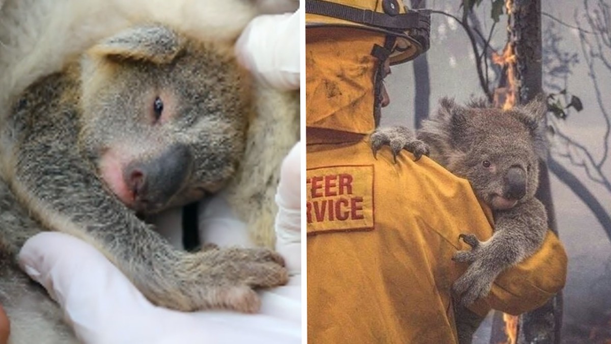 Célébration de la naissance du premier koala après les violents incendies qui ont ravagé l’Australie