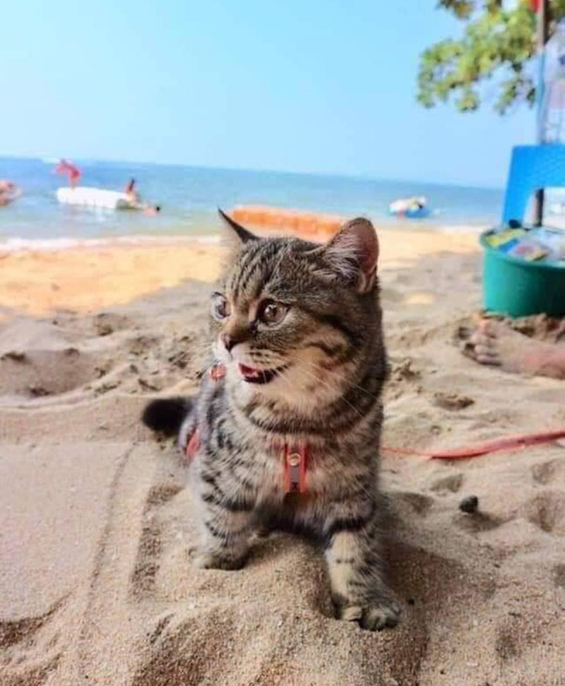 cat